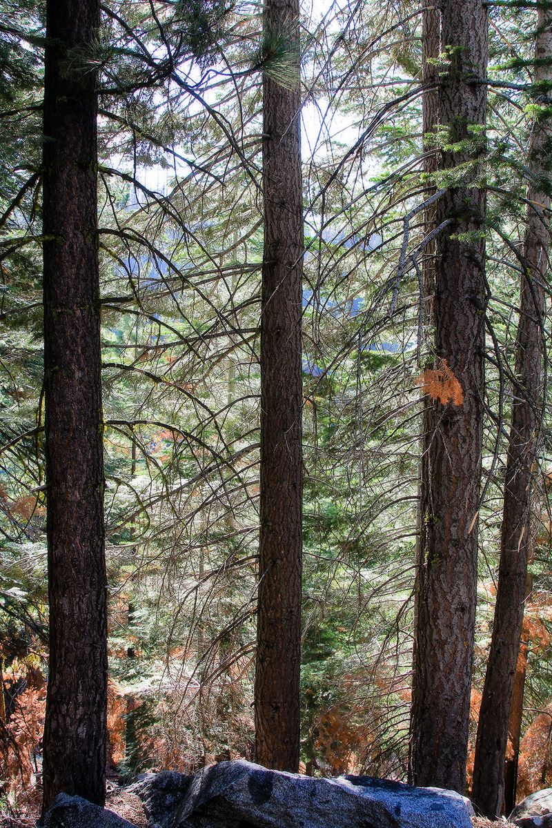 IMG_3540 pine trees and boulders IMG_3540 pine trees and boulders