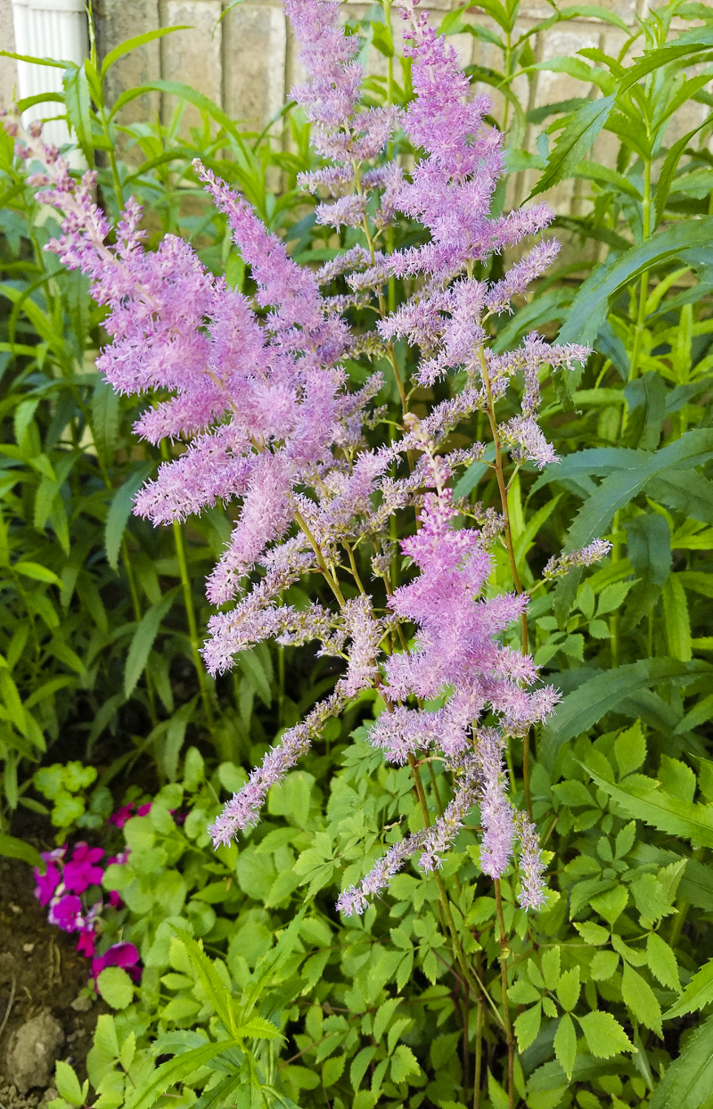 Astilbe Astilbe