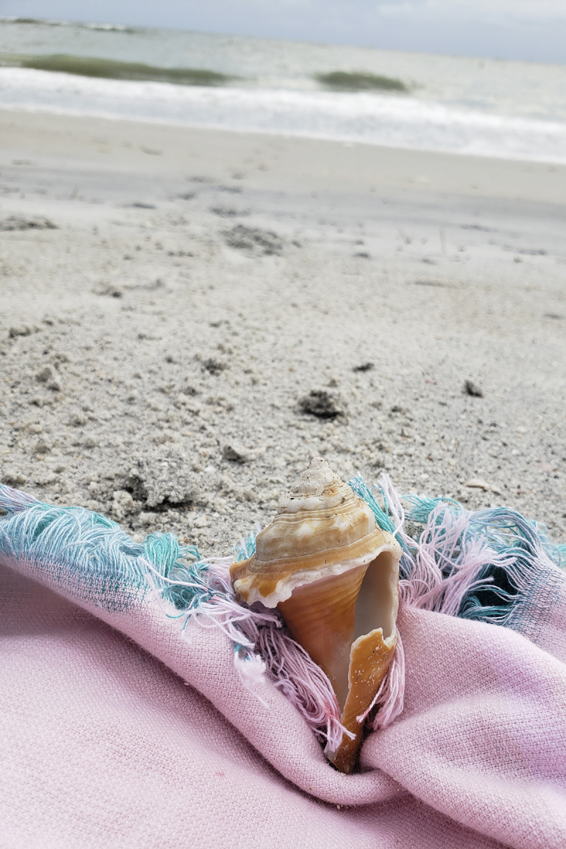 Florida 2019 reentry shell Florida 2019 reentry shell