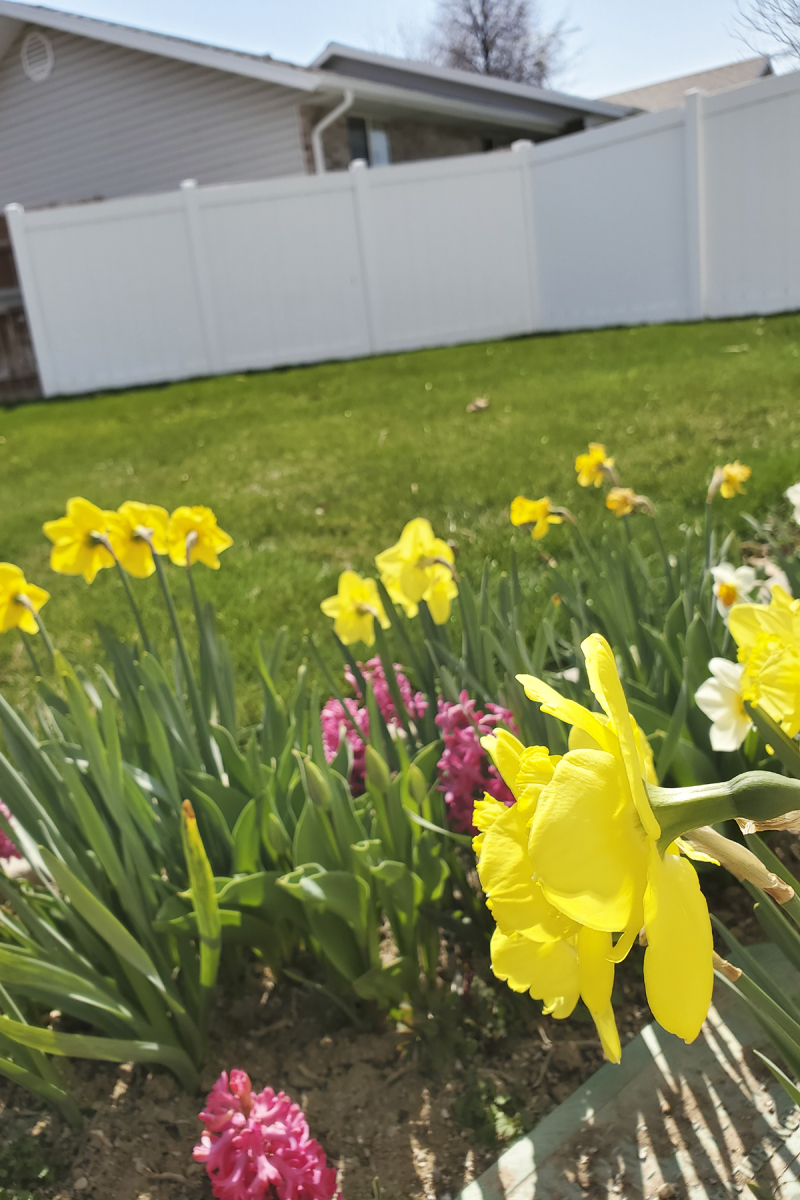 20200404_112554 spring in the garden 4x6 20200404_112554 spring in the garden 4x6