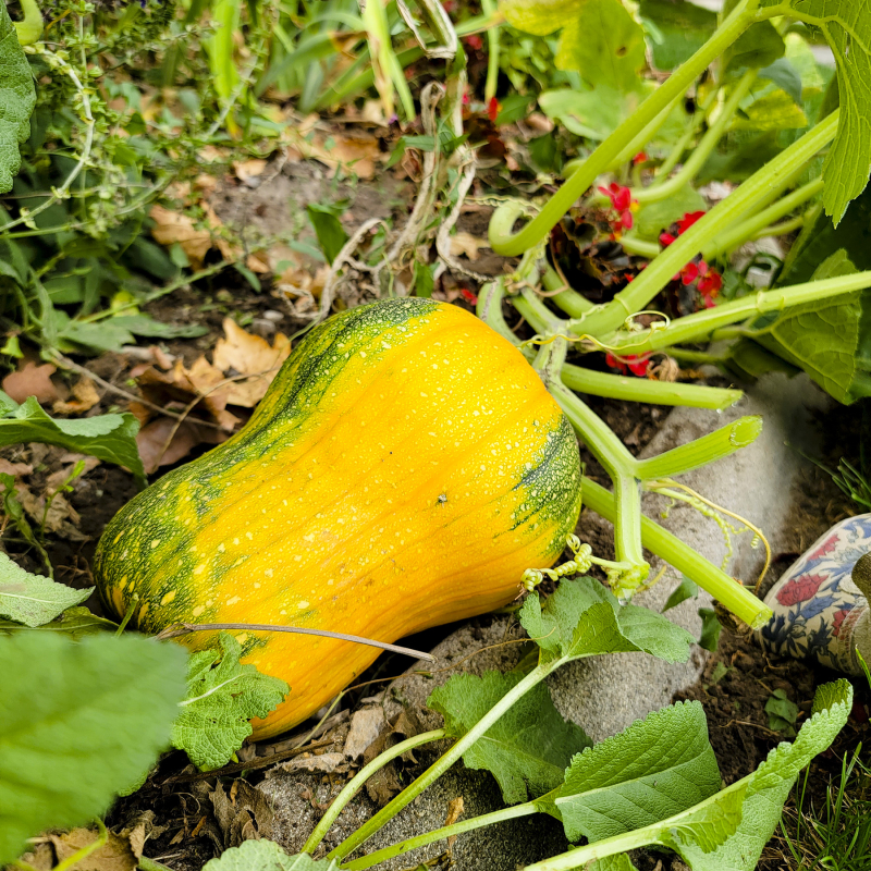 September 2021 pumpkin no1 September 2021 pumpkin no1