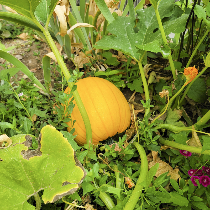 September 2021 pumpkin no2 September 2021 pumpkin no2